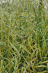Skinner's Gold Brome Grass (Bromis inermis 'Skinner's Gold') at Stonegate Gardens