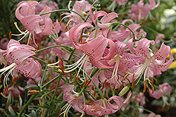 Pink Tiger Lily (Lilium lancifolium 'Tiger Pink') at Stonegate Gardens