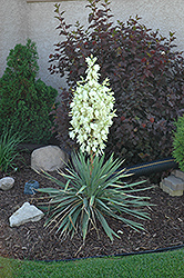 Small Soapweed (Yucca glauca) at A Very Successful Garden Center
