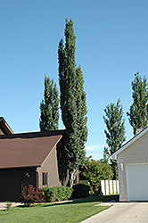 Columnar Swedish Aspen (Populus tremula 'Erecta') at Lakeshore Garden Centres