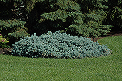 St. Mary's Broom Creeping Blue Spruce (Picea pungens 'St. Mary's Broom') at Lakeshore Garden Centres
