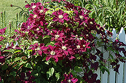 Warsaw Nike Clematis (Clematis 'Warsaw Nike') at A Very Successful Garden Center