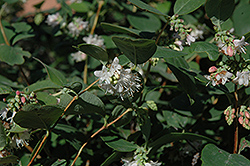 Snowberry (Symphoricarpos albus) at Stonegate Gardens