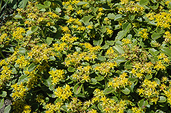 Golden Carpet Stonecrop (Sedum kamtschaticum 'Golden Carpet') at A Very Successful Garden Center