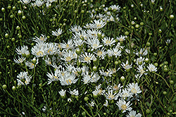 White Aster (Solidago ptarmicoides) at A Very Successful Garden Center