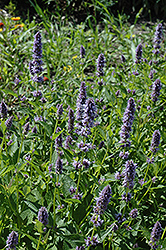 Anise Hyssop (Agastache foeniculum) at The Mustard Seed