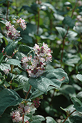 Wolfberry (Symphoricarpos occidentalis) at A Very Successful Garden Center