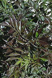 Guincho Purple Elder (Sambucus nigra 'Guincho Purple') at Stonegate Gardens