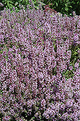 Mother-of-Thyme (Thymus praecox) at A Very Successful Garden Center