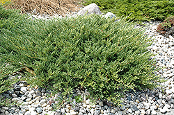 Andorra Juniper (Juniperus horizontalis 'Plumosa Compacta') at The Mustard Seed