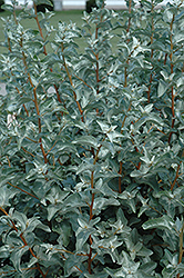 Silverberry (Elaeagnus commutata) at A Very Successful Garden Center