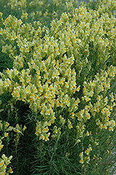 Yellow Toadflax (Linaria vulgaris) at A Very Successful Garden Center