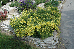 Yellow Toadflax (Linaria vulgaris) at A Very Successful Garden Center