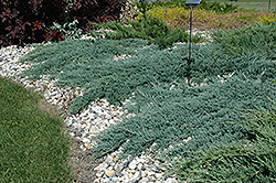 Hoarfrost Juniper (Juniperus sabina 'Hoarfrost') at A Very Successful Garden Center