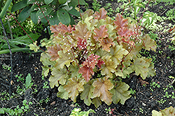 Amber Waves Coral Bells (Heuchera 'Amber Waves') at A Very Successful Garden Center