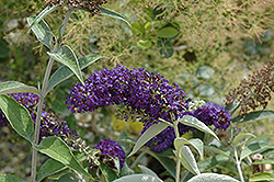 Adonis Blue Butterfly Bush (Buddleia davidii 'Adokeep') at Stonegate Gardens