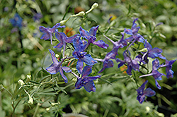 Blue Butterfly Delphinium (Delphinium grandiflorum 'Blue Butterfly') at The Mustard Seed