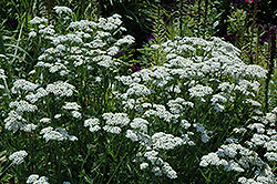 White Beauty Yarrow (Achillea millefolium 'White Beauty') at Stonegate Gardens