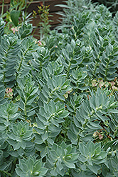 Donkey-Tail Spurge (Euphorbia myrsinites) at A Very Successful Garden Center