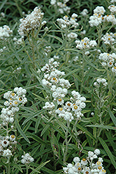 Pearly Everlasting (Anaphalis margaritacea) at A Very Successful Garden Center