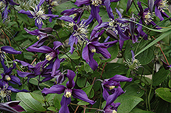 Petit Falcon Clematis (Clematis 'Petit Falcon') at A Very Successful Garden Center