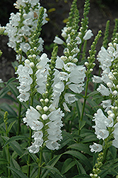 Miss Manners Obedient Plant (Physostegia virginiana 'Miss Manners') at A Very Successful Garden Center