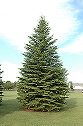 Colorado Spruce (Picea pungens) at A Very Successful Garden Center