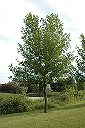 Summit Green Ash (Fraxinus pennsylvanica 'Summit') at Stonegate Gardens