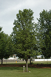 Dakota Centennial Green Ash (Fraxinus pennsylvanica 'Wahpeton') at Lakeshore Garden Centres