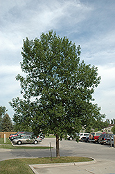 Bergeson Green Ash (Fraxinus pennsylvanica 'Bergeson') at A Very Successful Garden Center