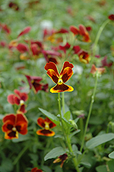 Arkwright Ruby Pansy (Viola 'Arkwright Ruby') at Stonegate Gardens