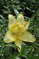 Royal Justice Lily (Lilium 'Royal Justice') at Lakeshore Garden Centres