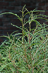 Fine Line Fern Leaf Buckthorn (Rhamnus frangula 'Ron Williams') at A Very Successful Garden Center