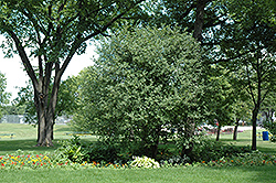Glossy Buckthorn (Rhamnus frangula) at A Very Successful Garden Center