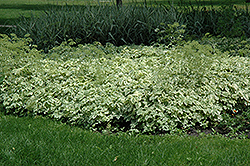 Variegated Bishop's Goutweed (Aegopodium podagraria 'Variegata') at A Very Successful Garden Center