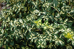 Moonshadow Wintercreeper (Euonymus fortunei 'Moonshadow') at The Mustard Seed