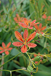 Blackberry Lily (Iris domestica) at A Very Successful Garden Center