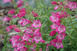 Red Rocks Beard Tongue (Penstemon x mexicali 'Red Rocks') at Lakeshore Garden Centres
