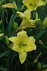 Dwarf Yellow Daylily (Hemerocallis minor) at A Very Successful Garden Center