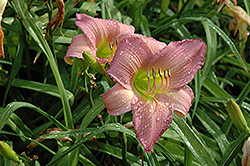 Pink Lavender Appeal Daylily (Hemerocallis 'Pink Lavender Appeal') at Lakeshore Garden Centres
