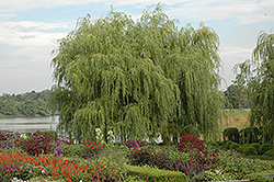 Golden Weeping Willow (Salix alba 'Tristis') at Stonegate Gardens