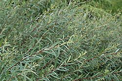 Dwarf Arctic Willow (Salix purpurea 'Nana') at The Mustard Seed