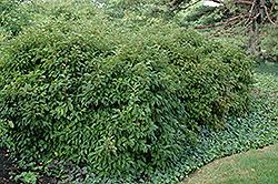 Dwarf Fragrant Viburnum (Viburnum farreri 'Nanum') at A Very Successful Garden Center