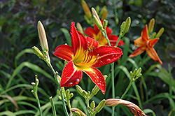 August Flame Daylily (Hemerocallis 'August Flame') at A Very Successful Garden Center