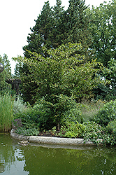 Japanese Hornbeam (Carpinus japonica) at Stonegate Gardens