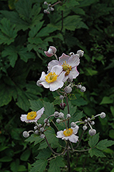 Grapeleaf Anemone (Anemone tomentosa 'Robustissima') at Stonegate Gardens