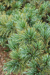 Blue Dwarf Japanese Stone Pine (Pinus pumila 'Blue Dwarf') at A Very Successful Garden Center