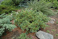 Jeddeloh Japanese Stone Pine (Pinus pumila 'Jeddeloh') at A Very Successful Garden Center