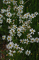 White Alpine Tickseed (Coreopsis alpina 'Alba') at A Very Successful Garden Center