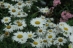 Ryan's White Shasta Daisy (Leucanthemum x superbum 'Ryan's White') at Stonegate Gardens